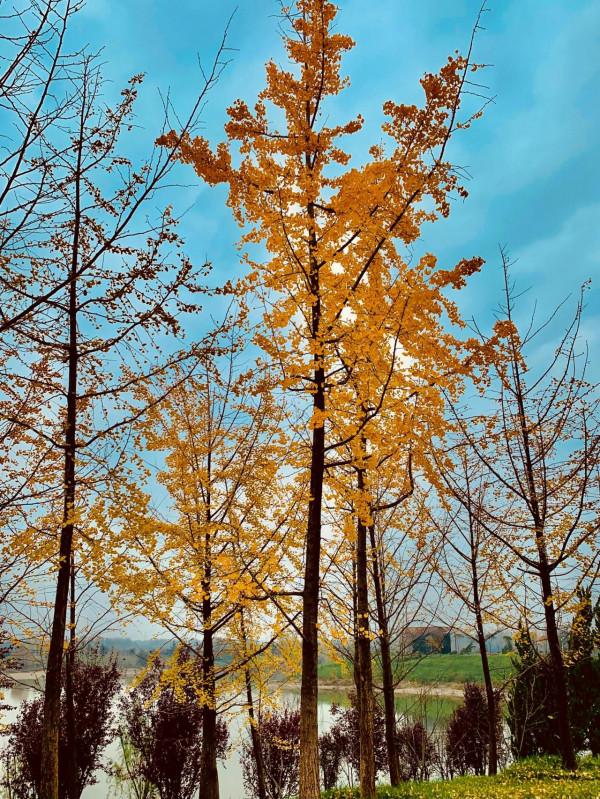 西高新絲路科學城國際社群,絕美風景,秋日勝春朝 西高新絲路科學城國際社群,絕美風景,秋日勝春朝