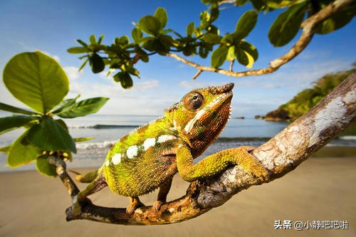 你不知道的20條國家冷知識——“奇妙的”馬達加斯加