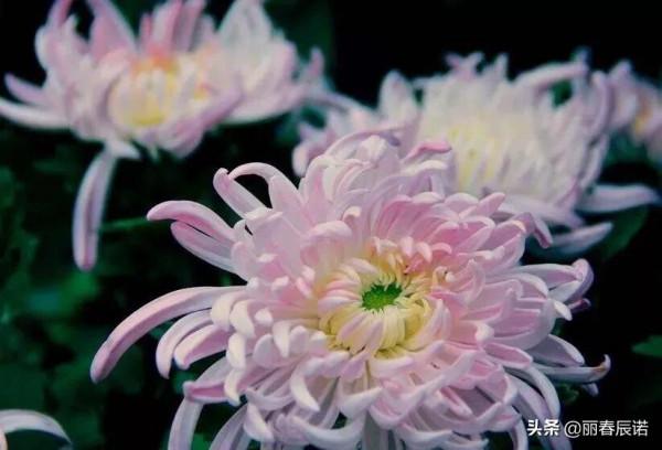 藏頭小詩/深秋夜，話重陽