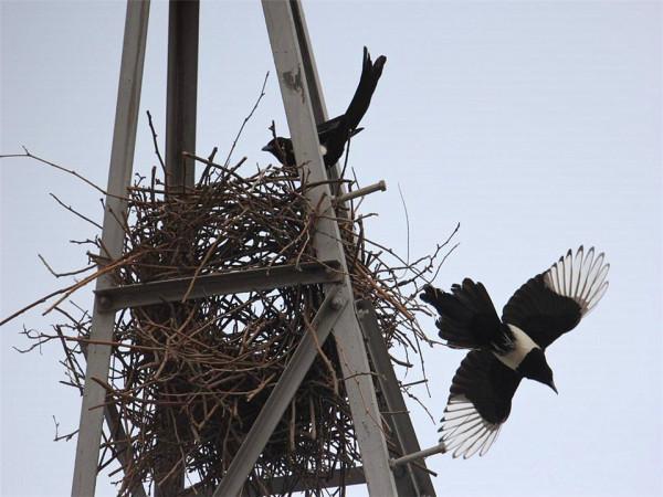 聰明的喜鵲可是&OpenCurlyDoubleQuote;高階建築師&rdquo;，它的窩外表粗糙內部奢華，扛風雪