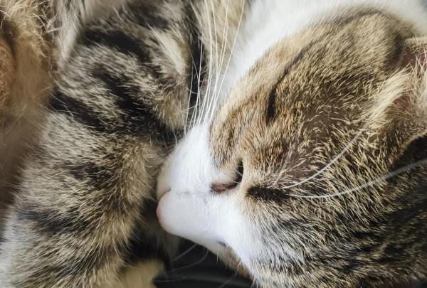 貓是可以教育好的