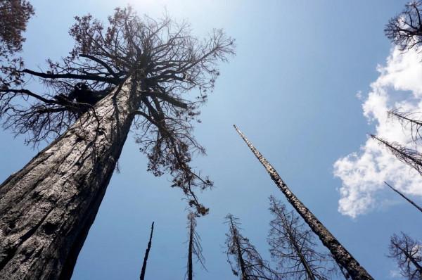 離死只有24公里?加州野火步步緊逼,地球最大生物或已危在旦夕 離死只有24公里?加州野火步步緊逼,地球最大生物或已危在旦夕