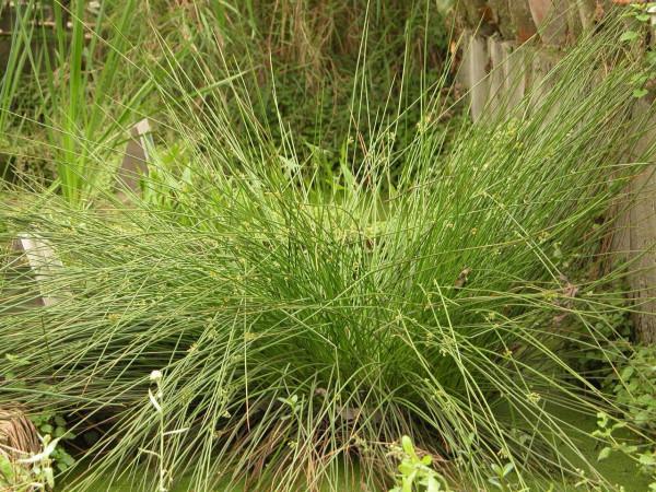 一味清代妙方：菖蒲鬱金湯，祛溼消痰，善治多種病症