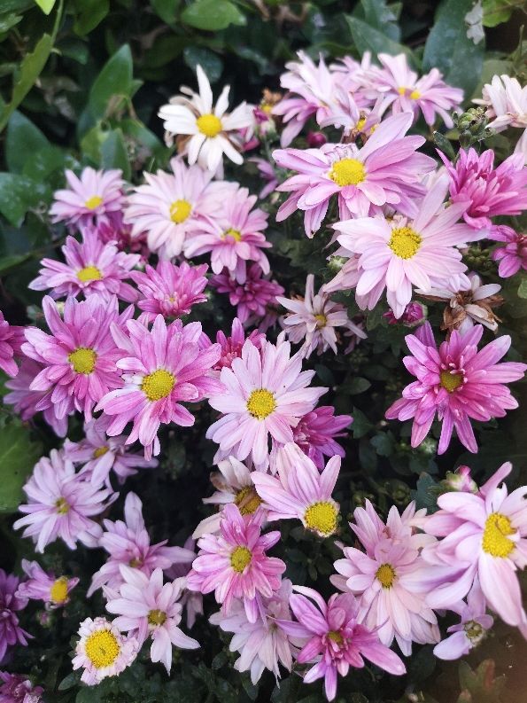 7種“養人花”，能當中草藥，年紀越大越愛養