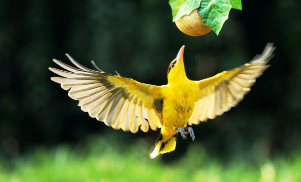 青黃兩種鳥，都是山間的精靈，誰更符合你的審美觀？
