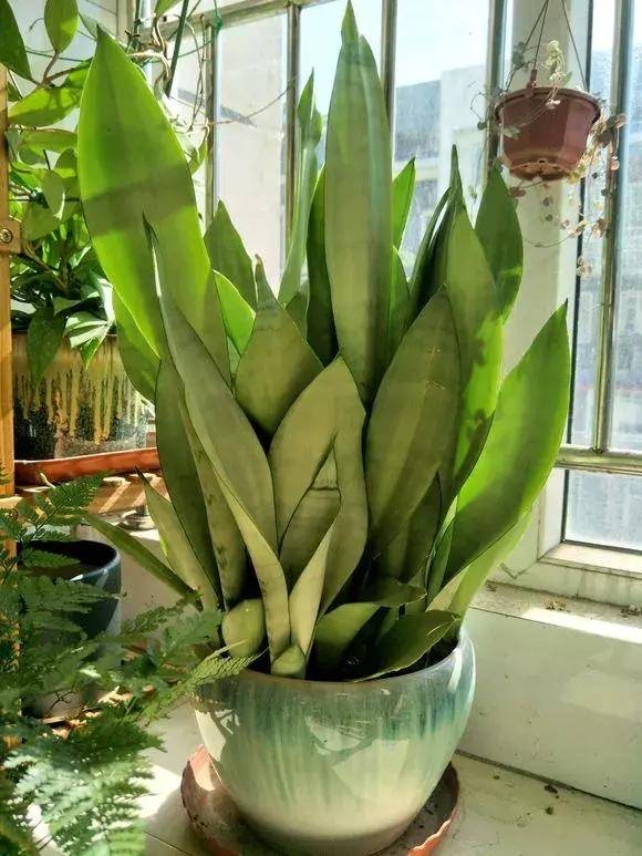 5種漂亮花，太能&OpenCurlyDoubleQuote;生小崽&rdquo;，小芽咕嘟咕嘟冒不停，一月變十盆