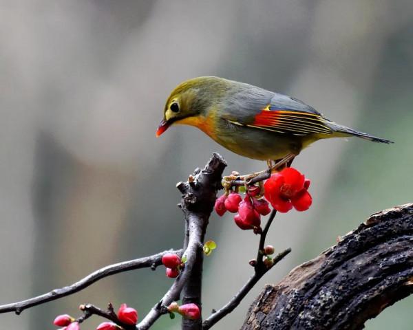 分享圖片，紅嘴相思鳥