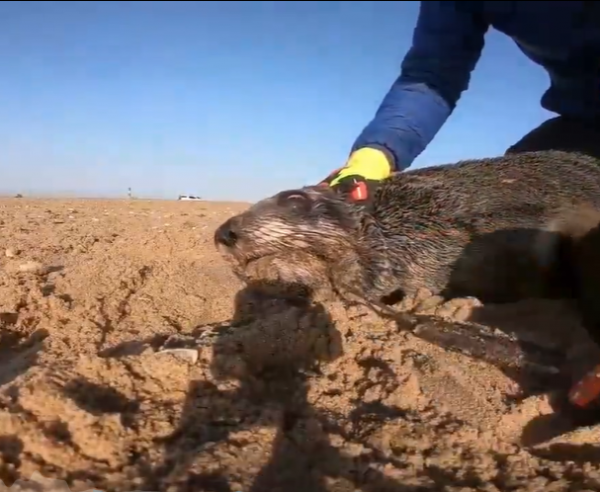 麥旋風殺“人”事件？人工製品對自然的影響有多大？