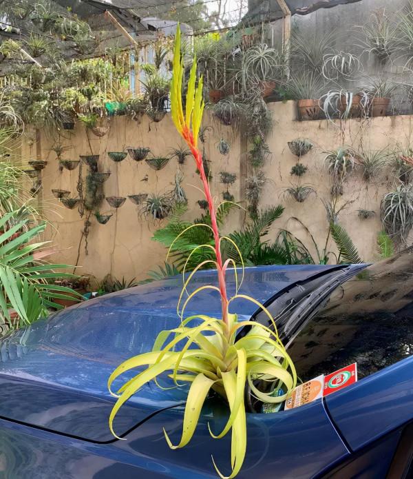 空氣鳳梨欣賞 | 一篇圖文讓你愛上柔婷和羅蘭