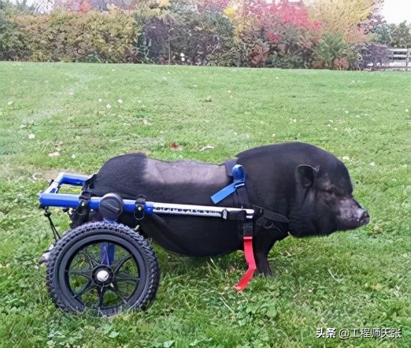 廣東“豬堅強”天生只有兩條前腿，仍頑強活著！我們沒理由不努力