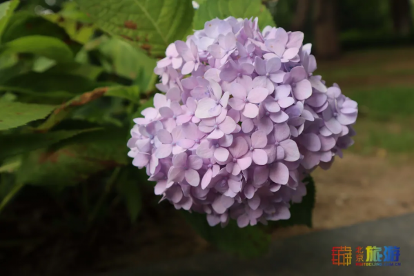 免費！北京超小眾寶藏莊園，濃濃法式風情！小洋樓絕美！