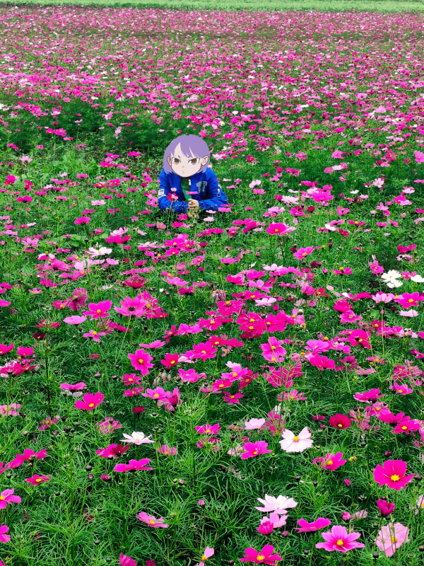 一個冬季都在,而你開的花海,在那河邊的古鎮旁,潼南油菜花 一個冬季都在,而你開的花海,在那河邊的古鎮旁,潼南油菜花