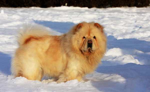 秋季降溫，這幾種狗狗不怕冷，別瞎操心