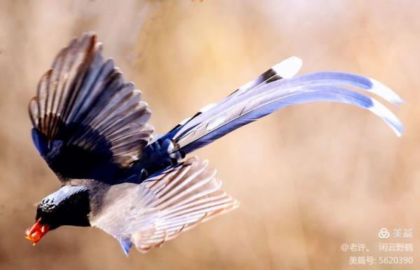 不為雞犬是戰狼，但看紅嘴藍鴉鵲