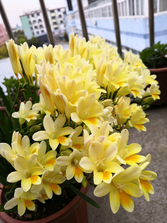 好養如蒜苗的香水花，適合冬天養，八九個顏色輪流開，又美又仙