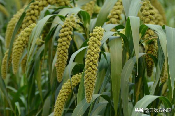 盤點那些原產中國的糧食作物