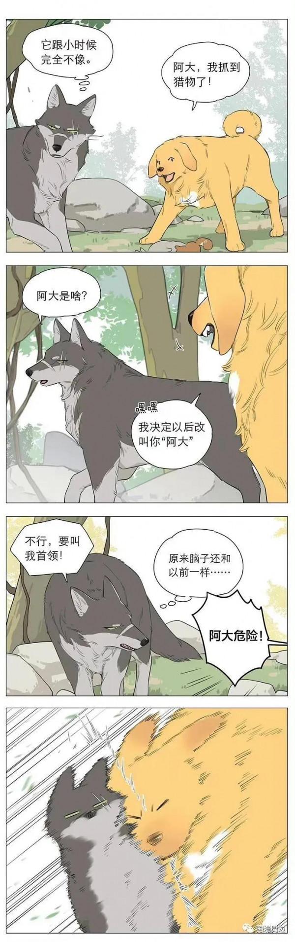 狼王撿了個小土豆：動物VS人形