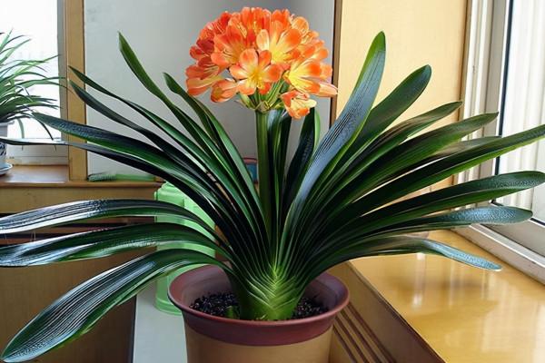 20種年宵花,高階又大氣,吉祥還旺財,現在買最便宜 20種年宵花,高階又大氣,吉祥還旺財,現在買最便宜