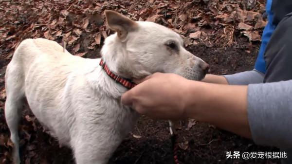 深山裡的狗媽媽，靠施捨艱難度日，為了生存它把小狗送給好心人