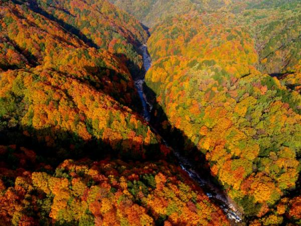 四川旅行｜川東最美賞秋地，光霧山的漫山紅葉即將就位