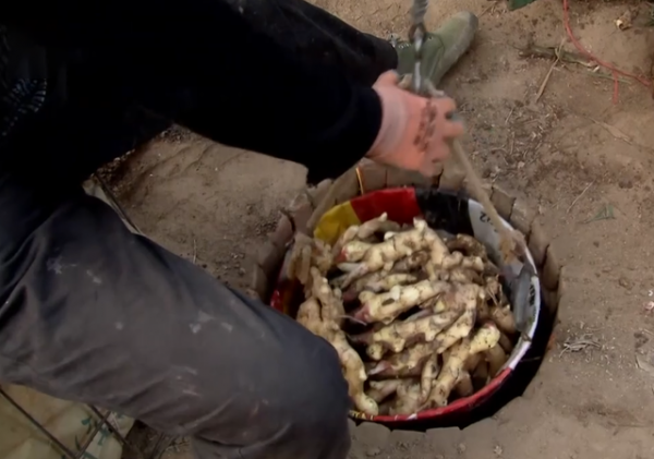 山東男子創辦生薑加工廠，種植生薑帶頭致富，國內銷售收入上億元