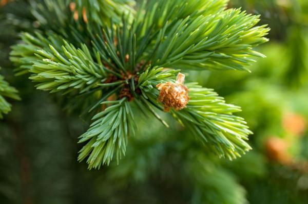 長生不老藥？新疆冷杉被發現能“續命”，網友：我國早就人工栽培