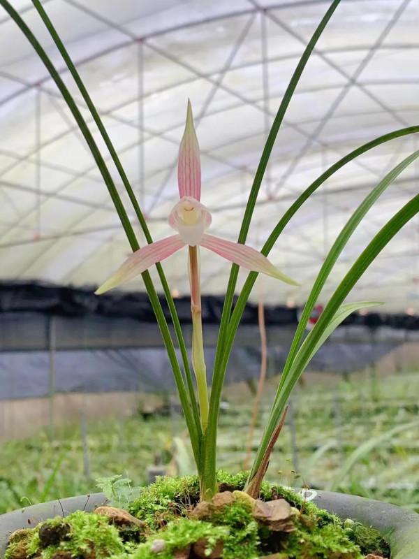 提前做好工作蘭花長得更好