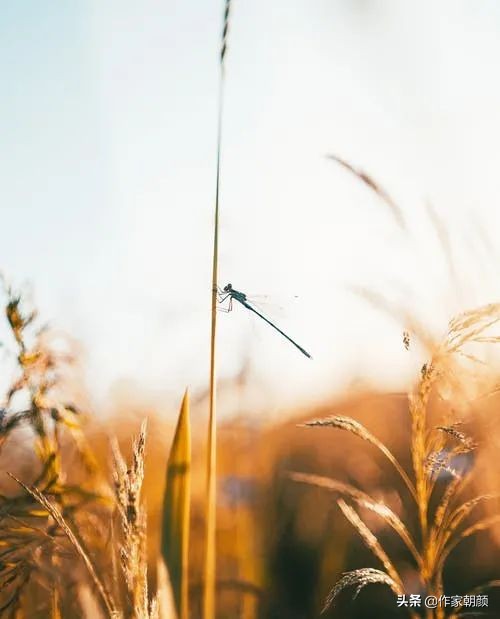 周曉楓：幻獸之吻&Verbar;散文