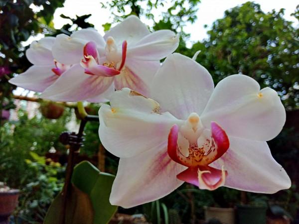 #陽臺小花園#又添新品種