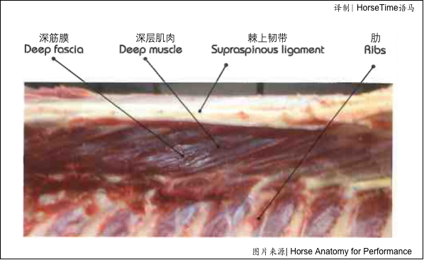 馬的結締組織、筋膜和肌腱