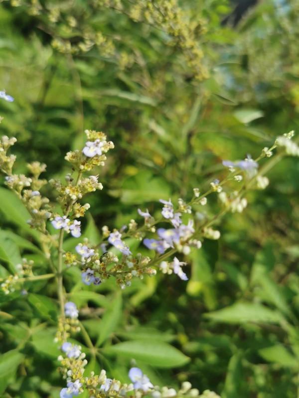 廣水路邊的“蚊香草”