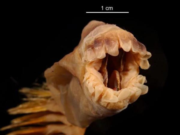 南極深海的金毛刷刷蟲 南極深海的金毛刷刷蟲