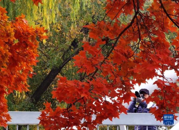 秋染京城 美景如畫