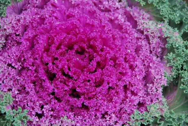 庭院耐寒“5寶”，不想冬天院子裡光禿禿，就種它們