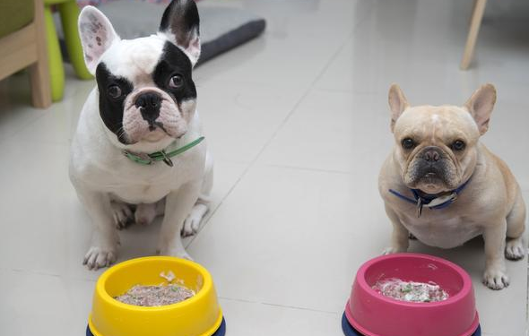 飼養法國鬥牛犬，這幾個問題別忽略
