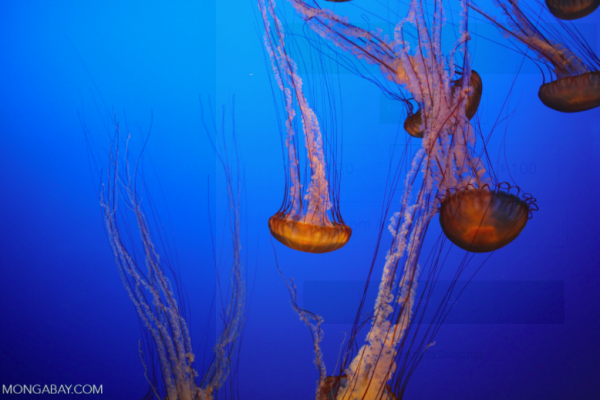 拖翻漁船、堵死核電站，這種巨型水母到底有多逆天？