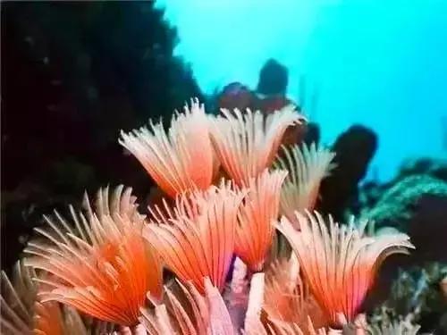 分享圖片&mdash;&mdash;海洋之花