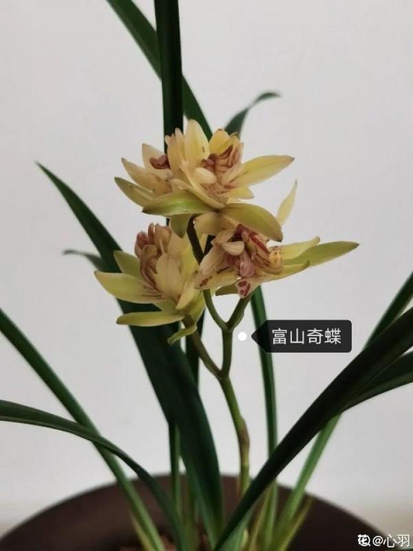 6種花特耐陰，光照不好也能養好，適合北陽臺
