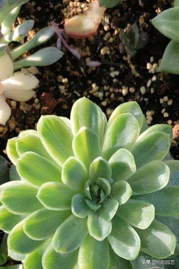 什麼?一棵玉露800?你別不信,冰燈玉露錦,國內很少能遇到 什麼?一棵玉露800?你別不信,冰燈玉露錦,國內很少能遇到