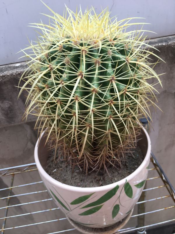 10種帶&OpenCurlyDoubleQuote;虎&rdquo;的花，虎年虎虎生風，認識的人真不多