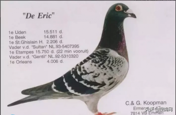 傑出的賽鴿家考夫曼經典配對 傑出的賽鴿家考夫曼經典配對