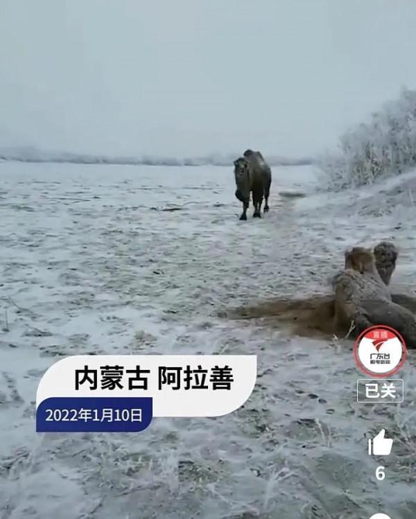 萬物皆有靈，內蒙古小駱駝被解救後回頭致謝不肯離去