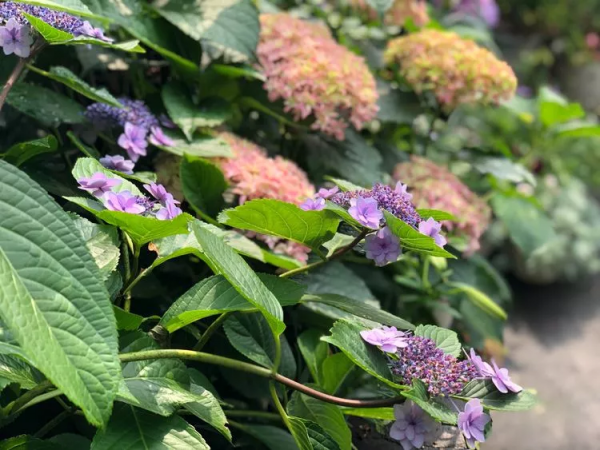 （2019）園丁獎露臺組《003號》一卷花薔 沉澱的時光