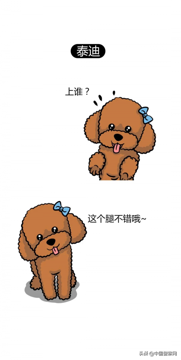 為什麼這些狗狗不能當警犬？