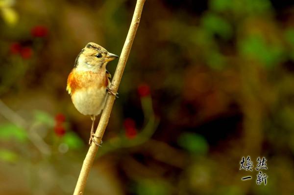 燕雀安知鴻鵠之志？此燕雀非彼燕雀