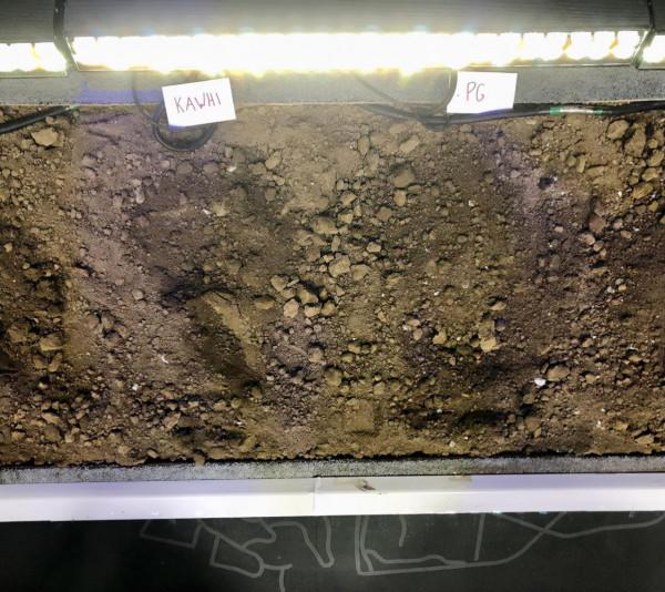 卡椒現身新球館奠基儀式!快船老闆放出豪言:搬家前先拿幾個冠軍 卡椒現身新球館奠基儀式!快船老闆放出豪言:搬家前先拿幾個冠軍