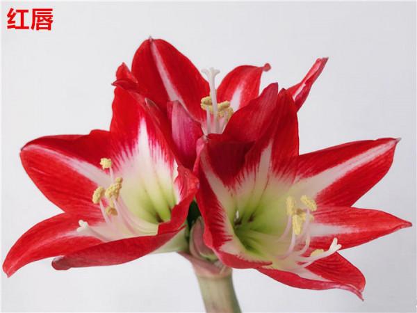 4種旺運花,花開大紅色,養在家“招財顯富貴” 4種旺運花,花開大紅色,養在家“招財顯富貴”