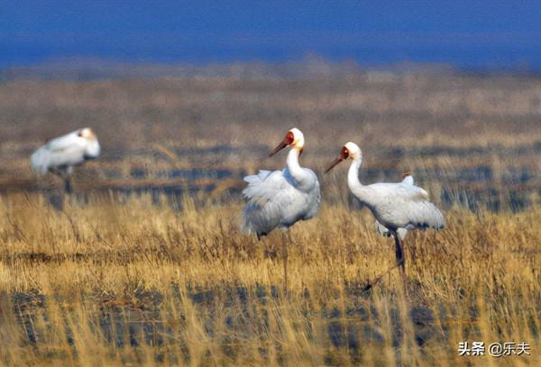 白鶴之鄉·莫莫格