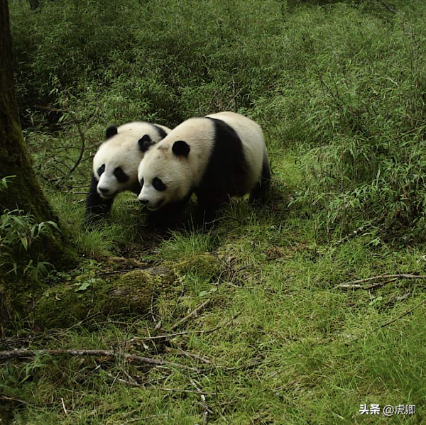 大熊貓為何瀕危？守候女友一星期，只享樂30秒，還有華南虎在追殺