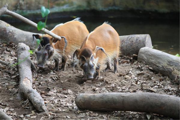 非洲上演“人豬大戰”，紅河豬氾濫成災，中國吃貨：能引進嗎